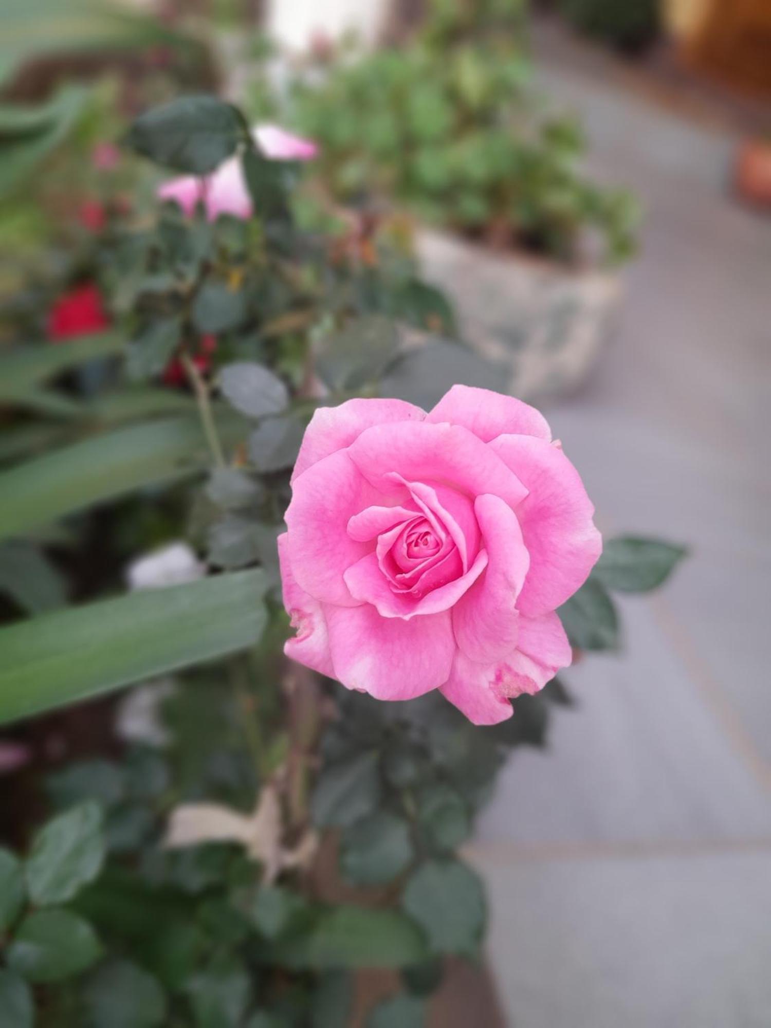 Pousada Dona Elza 몬테베르데 외부 사진